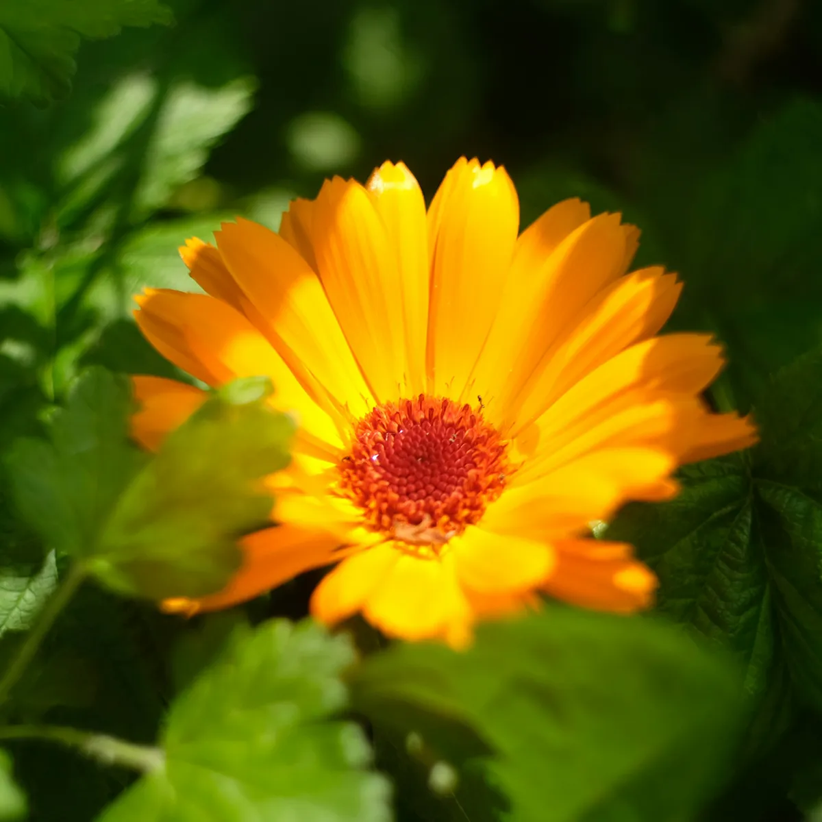 Calendula