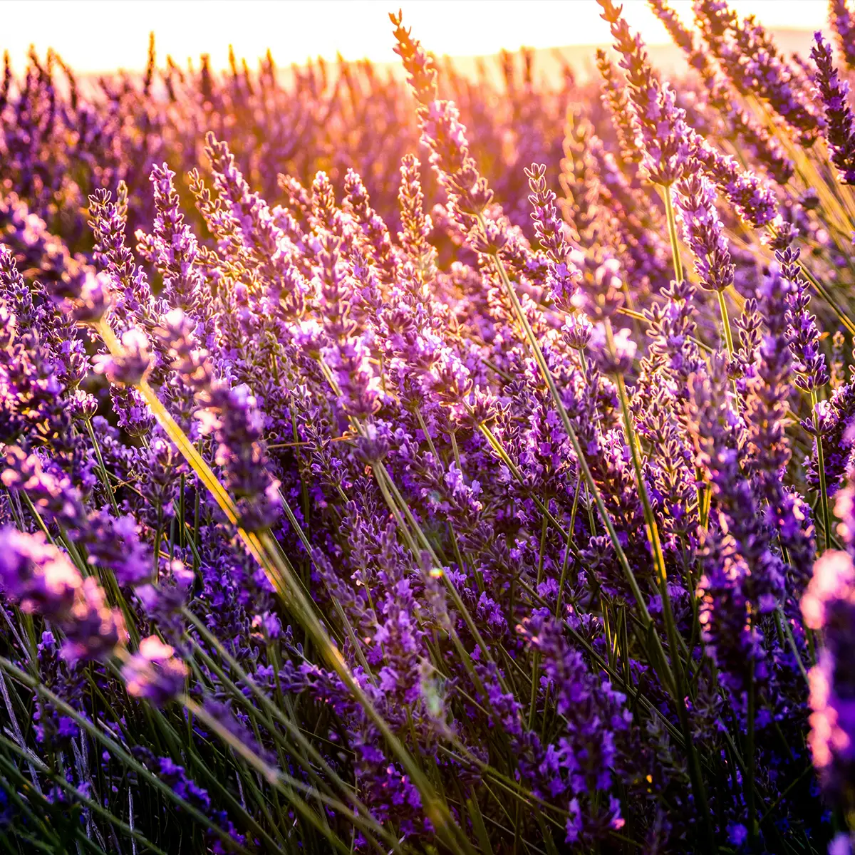 Lavanda